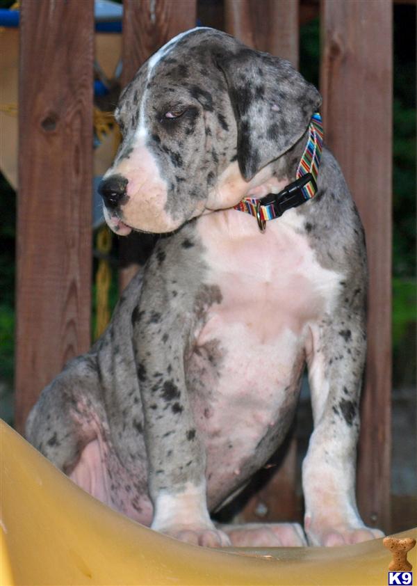 Great Dane Puppy for Sale 2 Beautiful merle females available 13 Years old