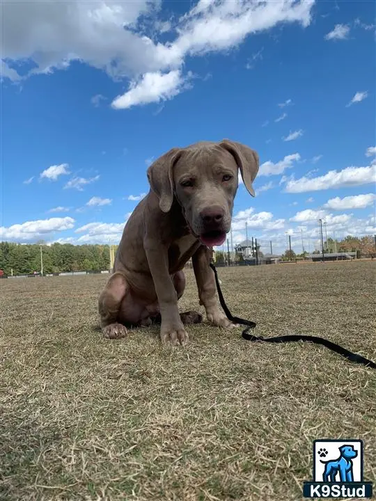 American Bully stud dog