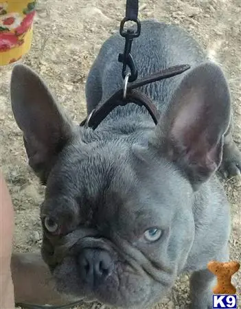 French Bulldog stud dog