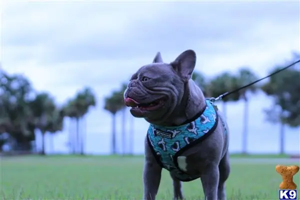 French Bulldog stud dog