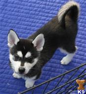 Siberian Husky
