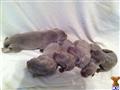 Weimaraner
