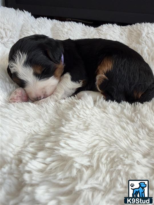 a black and white bernedoodle puppy sleeping on a white blanket