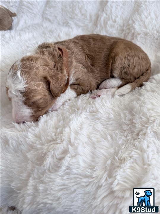 a bernedoodle dog sleeping on a bed