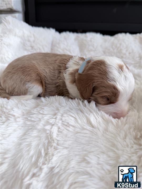 a small animal lying on a blanket