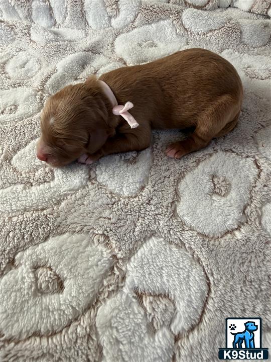 a pig lying on a blanket