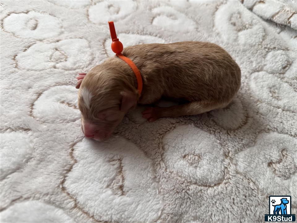 a small animal lying on a blanket