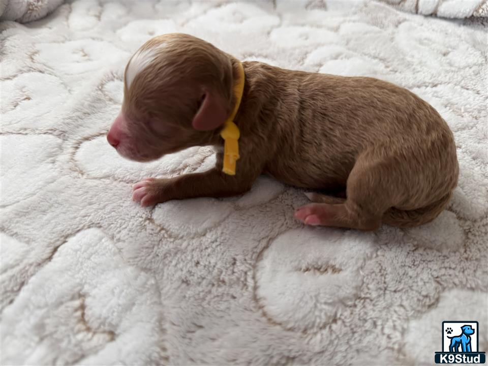 a baby pig lying on a blanket