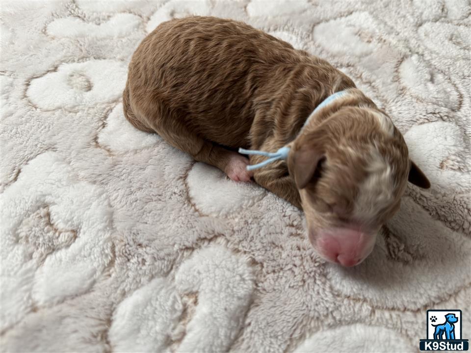a piglet lying on a blanket
