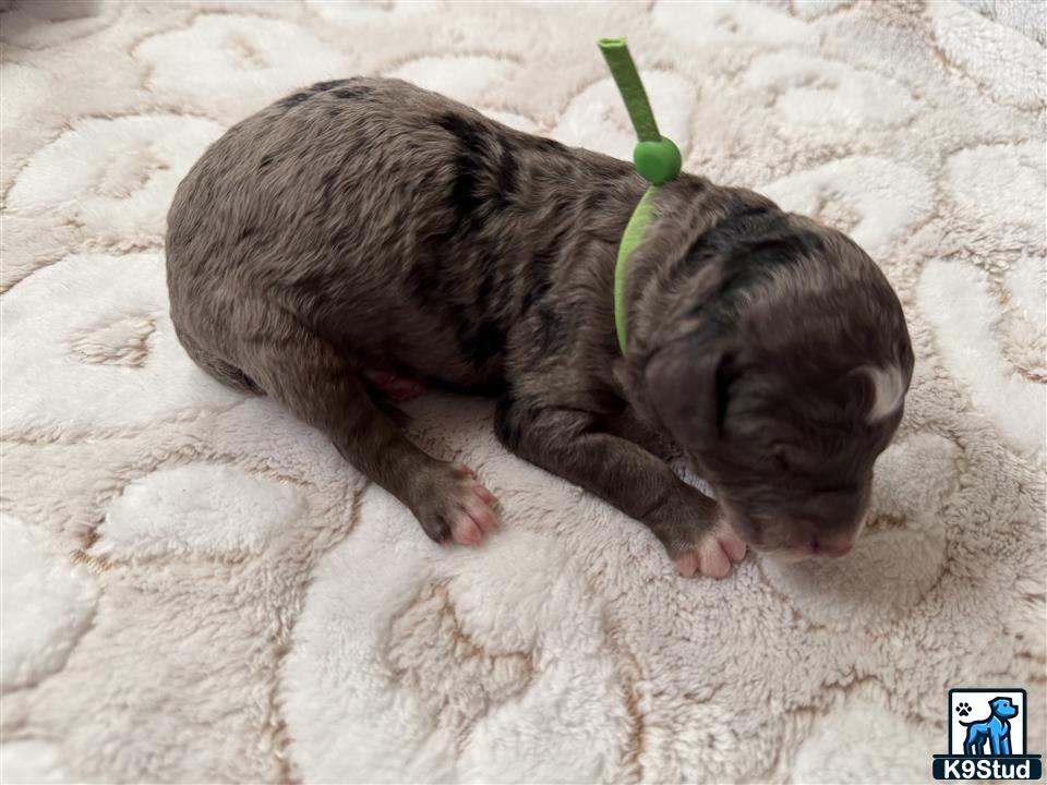 a small animal lying on a blanket