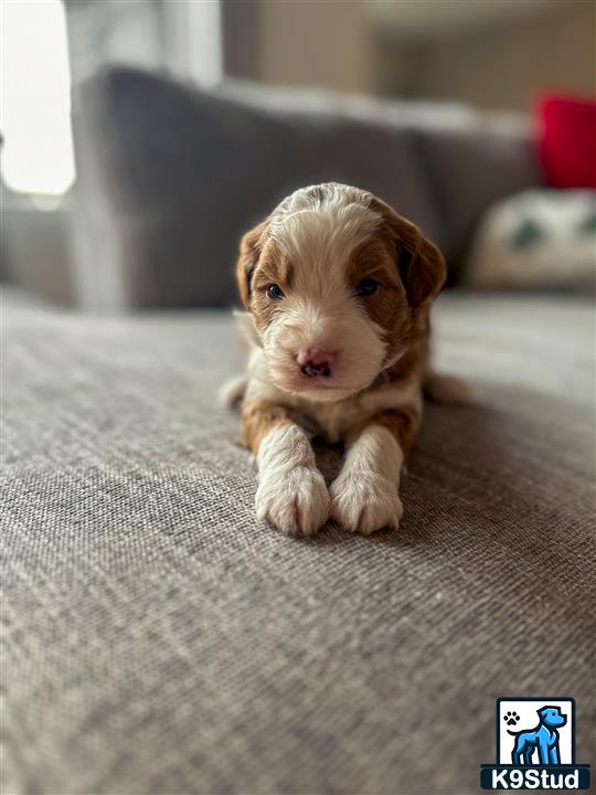 a bernedoodle puppy on a couch