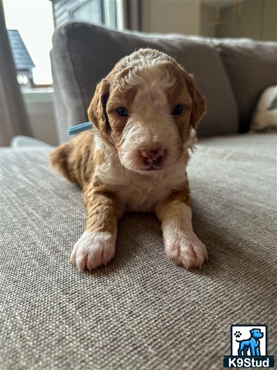 a bernedoodle puppy on a couch