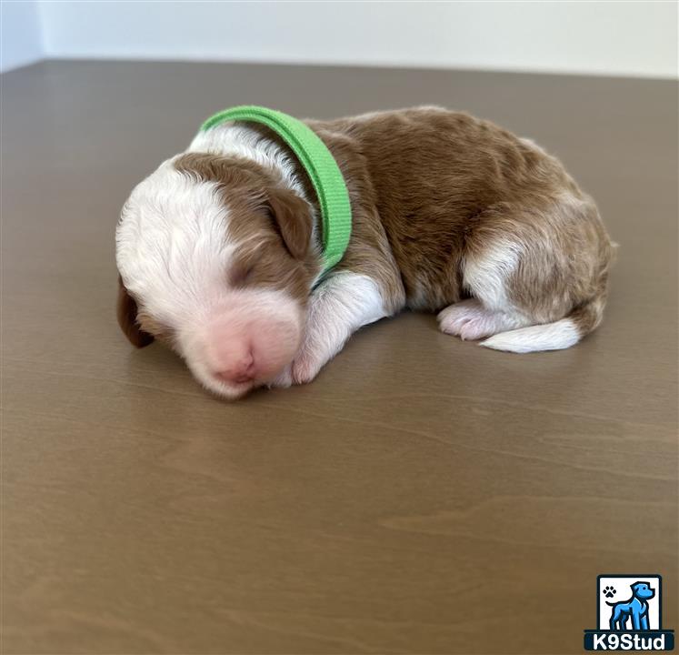 a cat lying on the floor