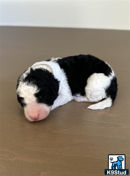 a black and white bernedoodle puppy