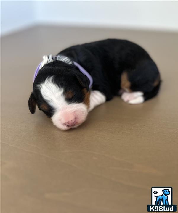 a bernedoodle dog lying on the floor