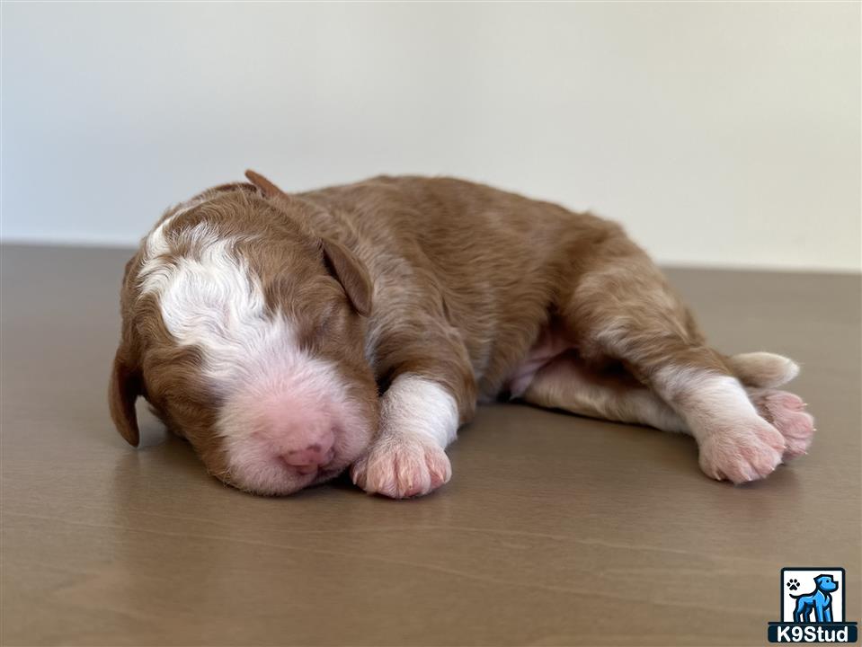a pig lying on the floor