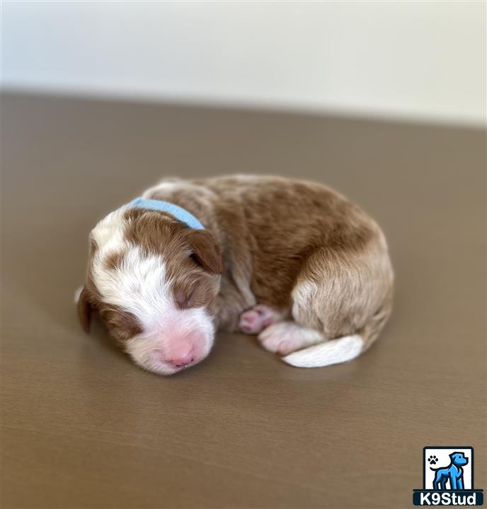 a small bernedoodle puppy lying on the floor