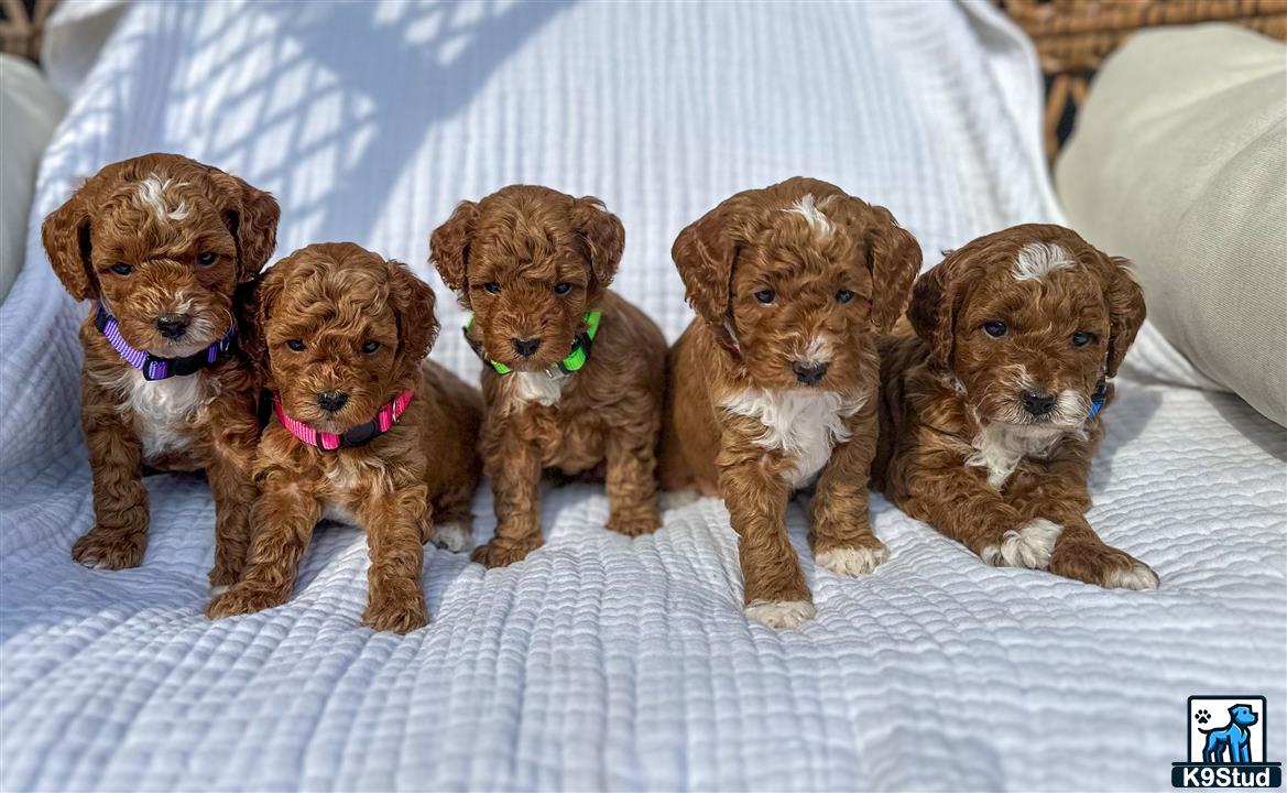 a group of goldendoodles puppies on a bed