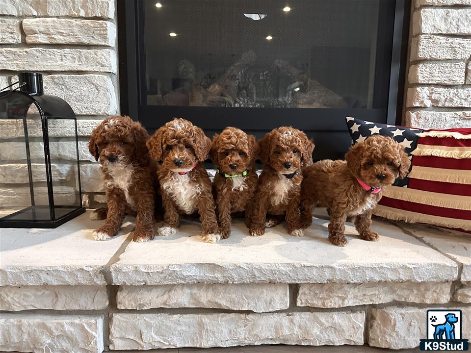 a group of goldendoodles dogs sitting on steps