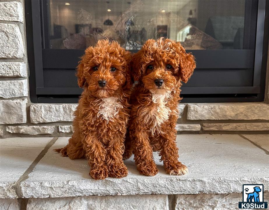 a couple of goldendoodles dogs sitting on a porch looking out a window