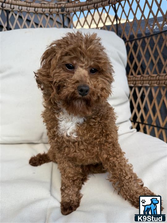 a goldendoodles dog sitting on a bed