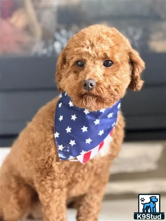 a goldendoodles dog wearing a shirt