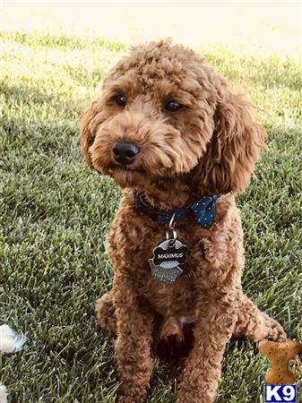 toy poodle stud dogs