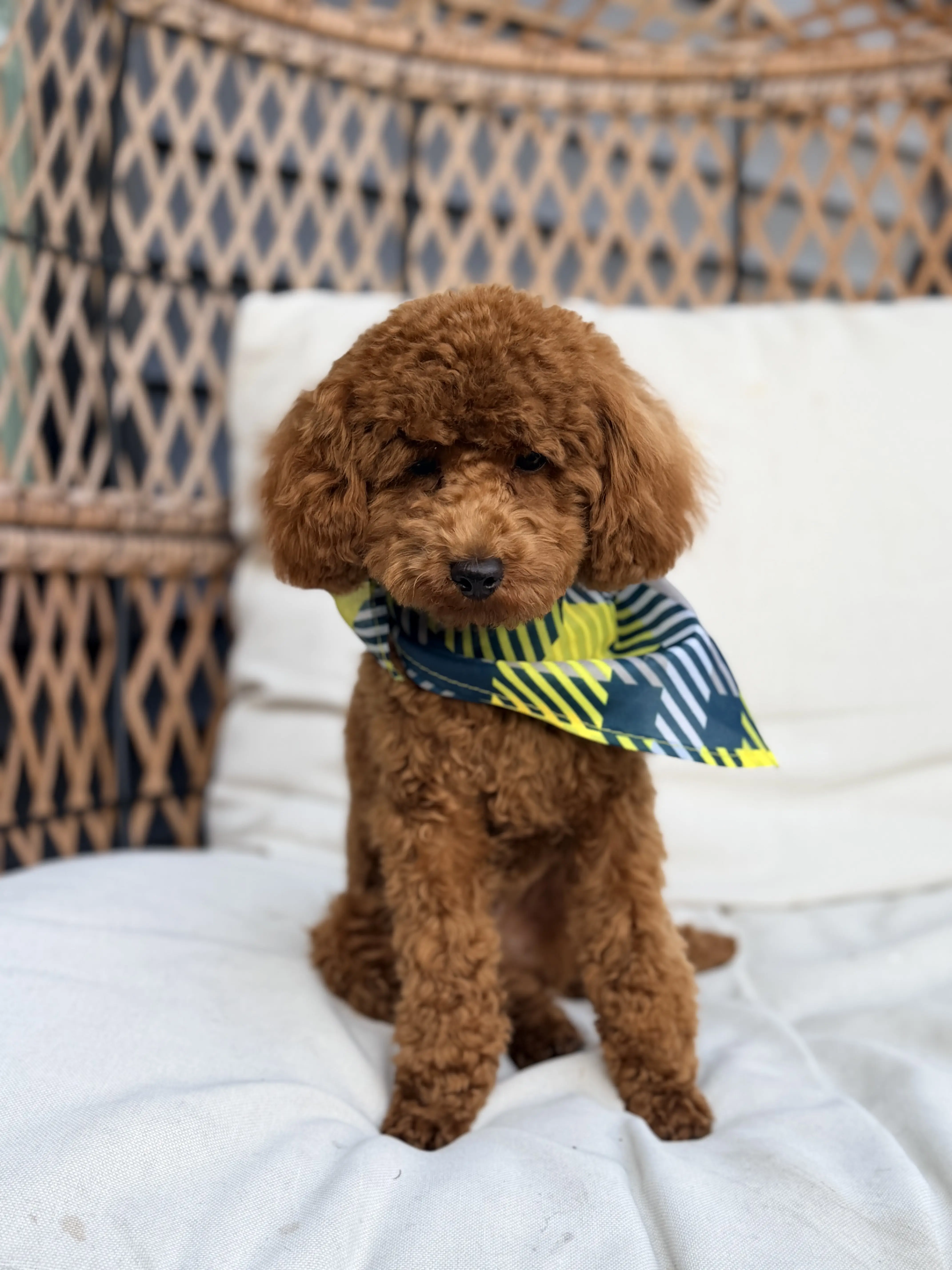 Poodle stud dog