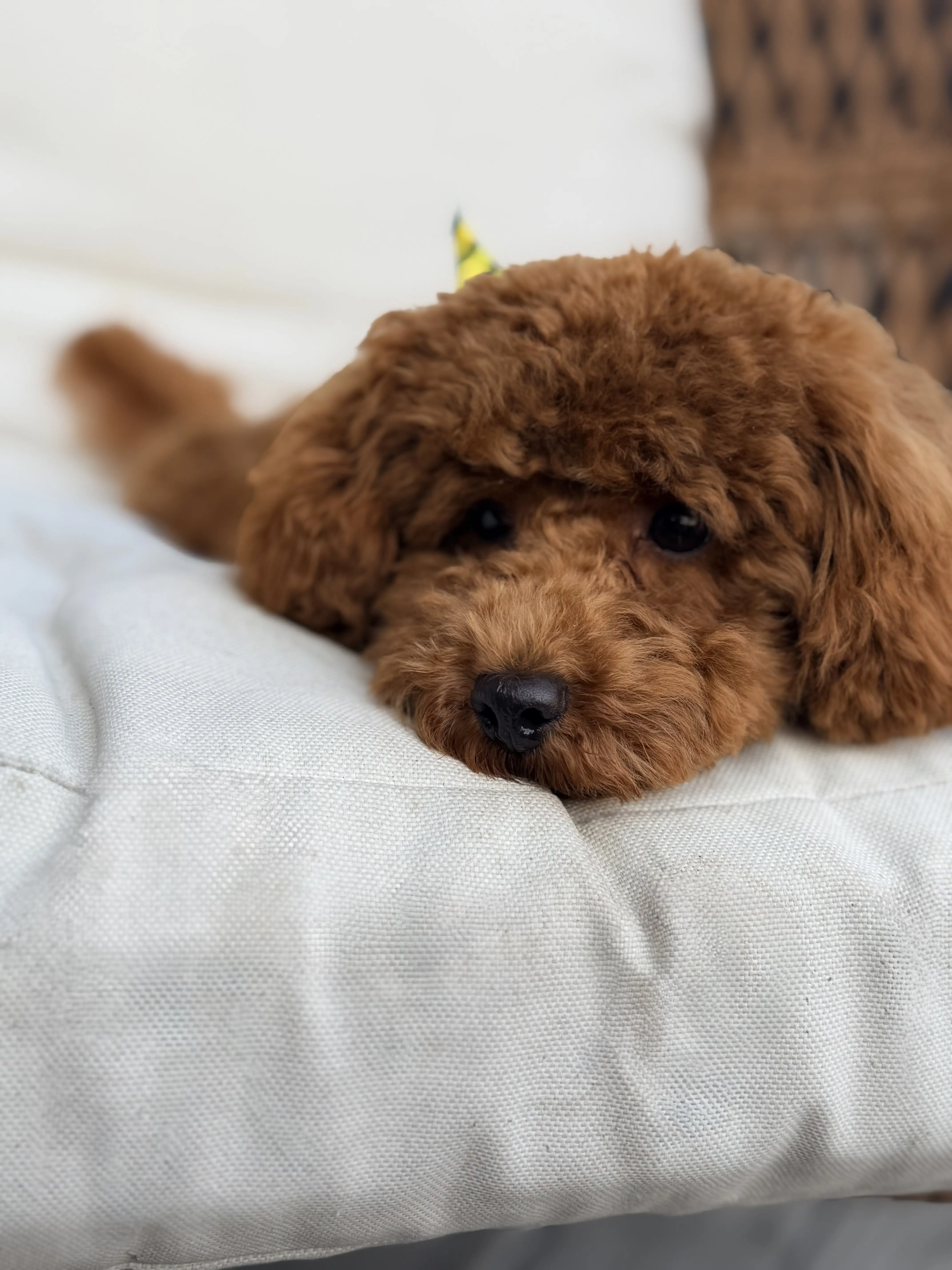 Poodle stud dog: Brown Poodle resting on a light-colored cushion