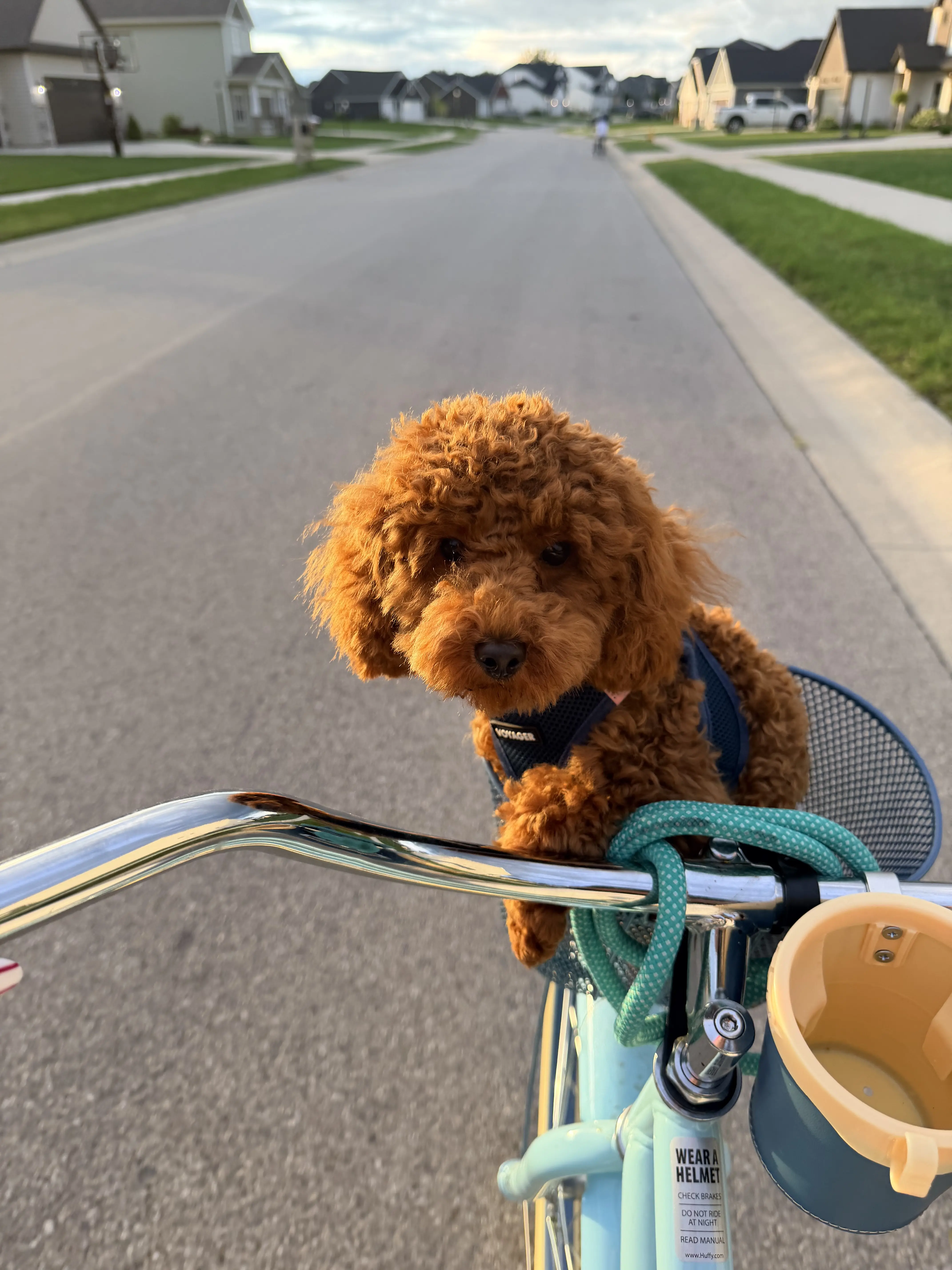 Poodle stud dog: Brown Poodle sitting in a bicycle basket on a street