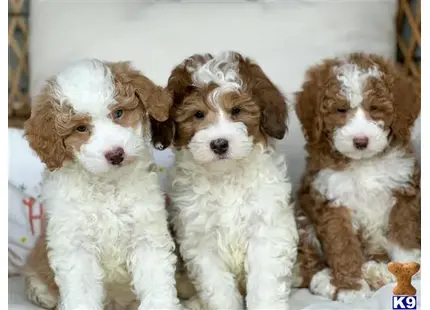 Bernedoodle puppy for sale