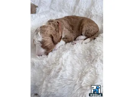 a bernedoodle dog sleeping on a bed