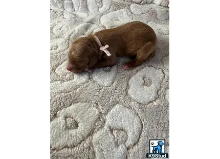 a pig lying on a blanket