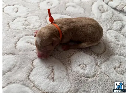 a small animal lying on a blanket