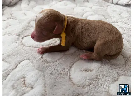 a baby pig lying on a blanket