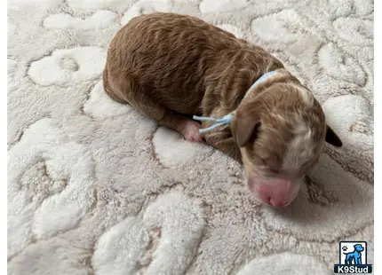 a piglet lying on a blanket