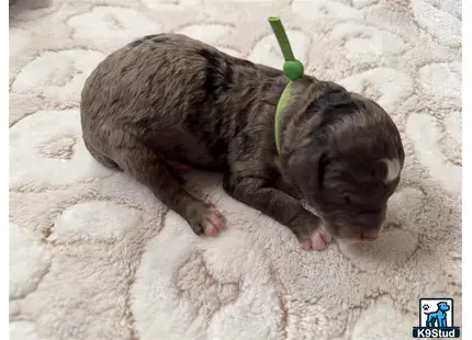 a small animal lying on a blanket