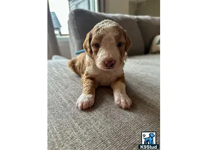 a bernedoodle puppy on a couch