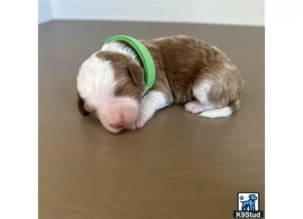 a cat lying on the floor