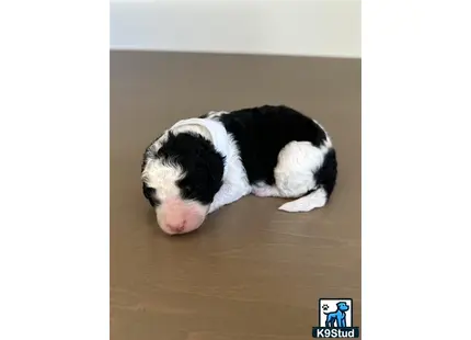 a black and white bernedoodle puppy