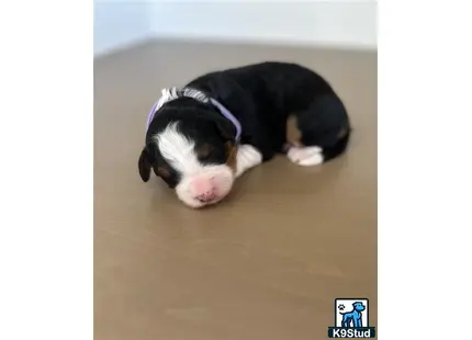 a bernedoodle dog lying on the floor