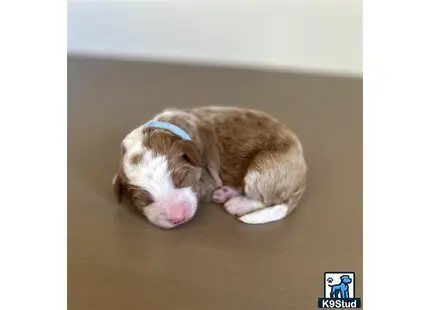 a small bernedoodle puppy lying on the floor