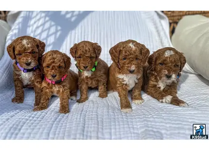 a group of goldendoodles puppies on a bed