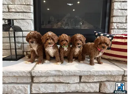 a group of goldendoodles dogs sitting on steps