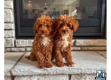 a couple of goldendoodles dogs sitting on a porch looking out a window
