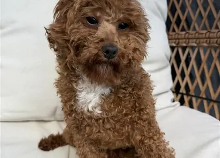 a goldendoodles dog sitting on a bed