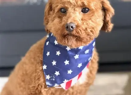 a goldendoodles dog wearing a shirt