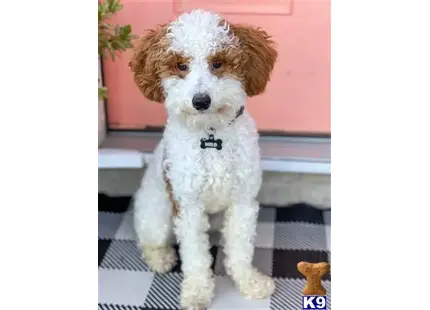 Poodle puppy for sale