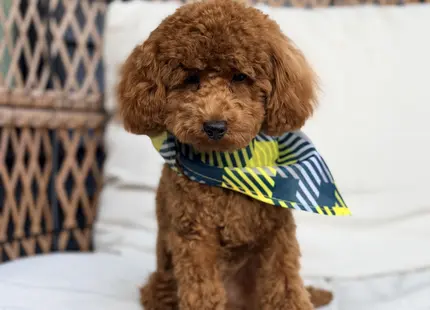 Poodle