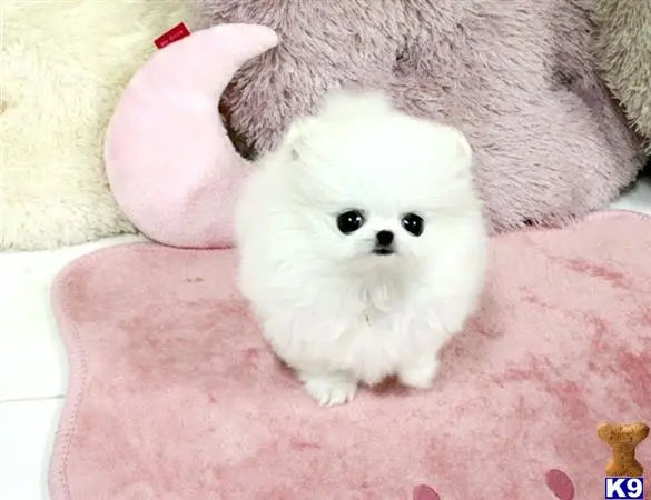 Pomeranian puppy for sale